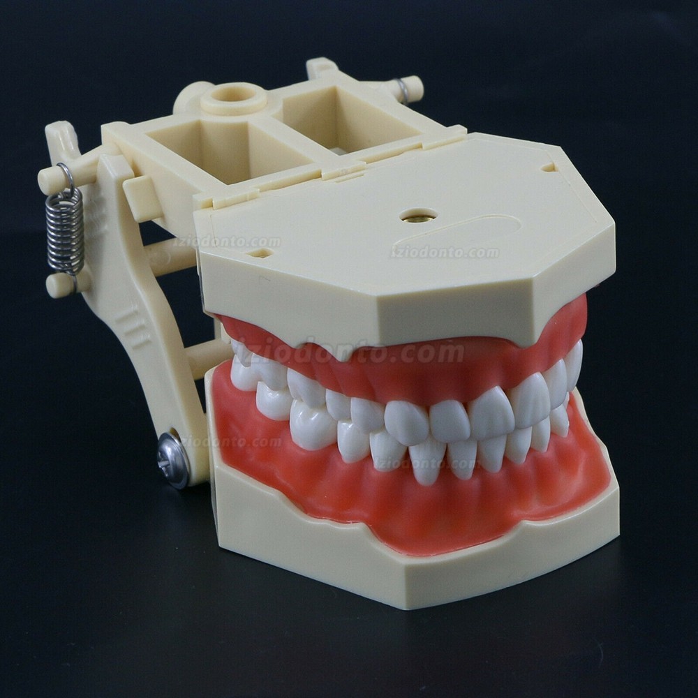 Treinamento Odontológico Typodont Modelo M8014 32Pcs Dentes Compatível com Frasaco AG3